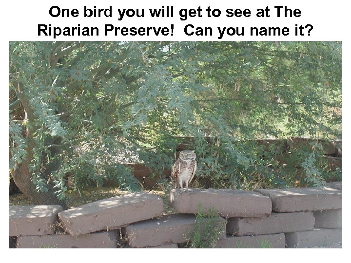 One bird you will get to see at The Riparian Preserve! Can you name