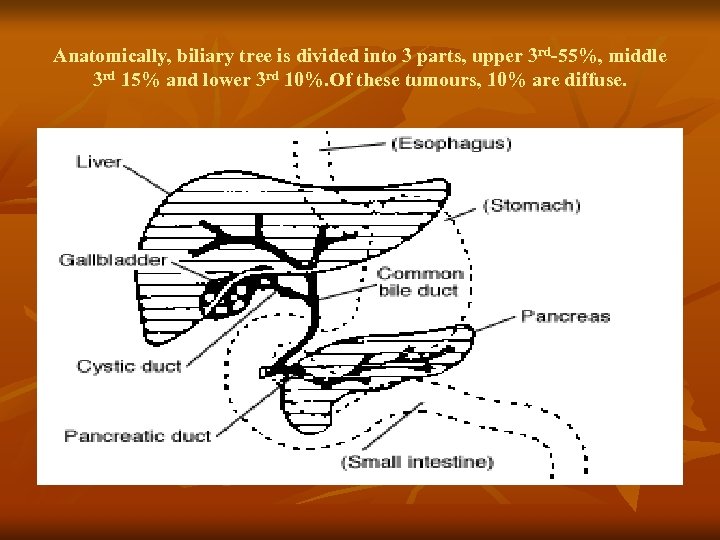 Anatomically, biliary tree is divided into 3 parts, upper 3 rd-55%, middle 3 rd
