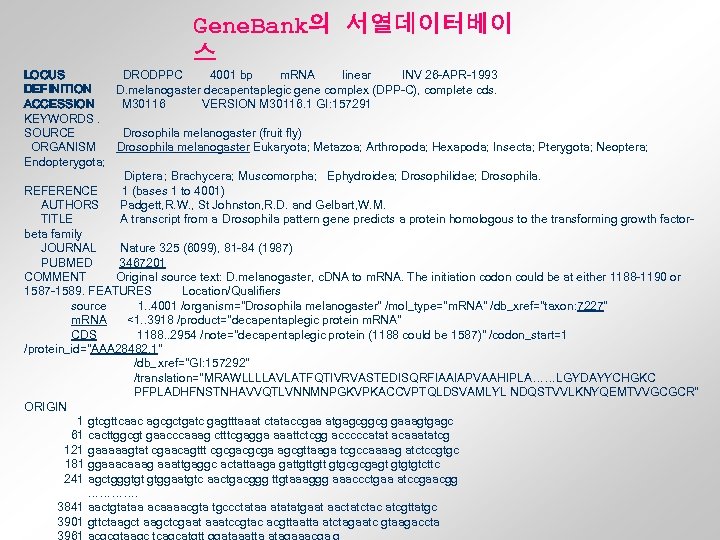 Gene. Bank의 서열데이터베이 스 LOCUS DRODPPC 4001 bp m. RNA linear INV 26 -APR-1993