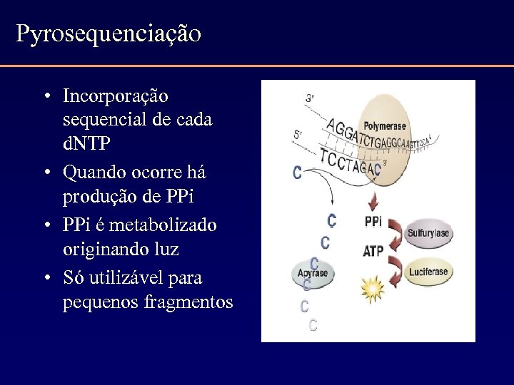 Pyrosequenciação • Incorporação sequencial de cada d. NTP • Quando ocorre há produção de