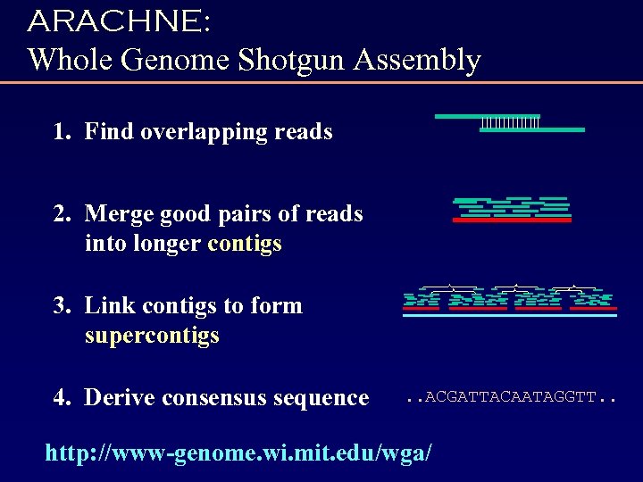 ARACHNE: Whole Genome Shotgun Assembly 1. Find overlapping reads 2. Merge good pairs of