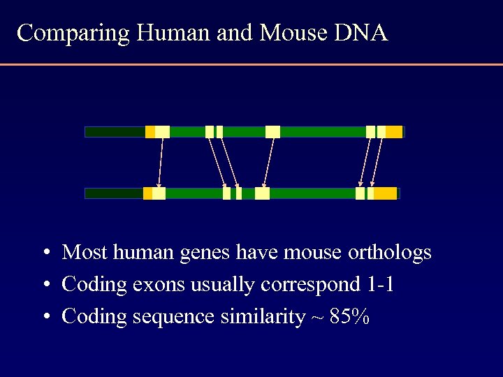 Comparing Human and Mouse DNA • Most human genes have mouse orthologs • Coding