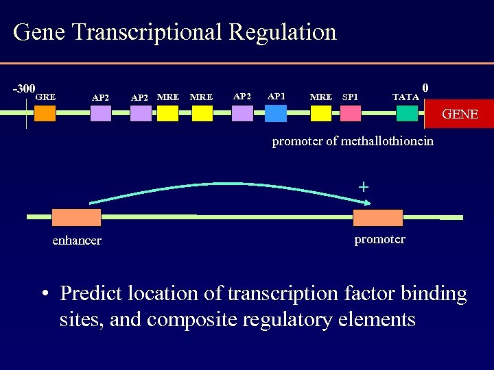 Gene Transcriptional Regulation -300 GRE AP 2 MRE AP 2 AP 1 MRE SP