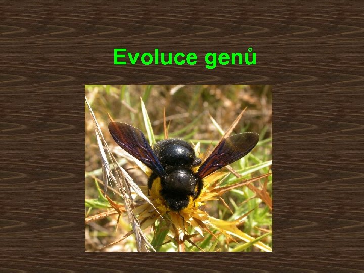Evoluce genů 