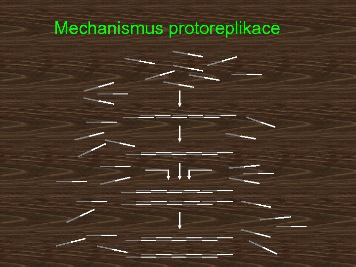 Mechanismus protoreplikace 