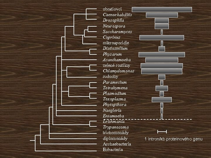 obratlovci Caenorhabditis Drosophila Neurospora Saccharomyces Coprinus mikrosporidie Distiostelium Physarum Acanthamoeba zelené rostliny Chlamydomonas ruduchy