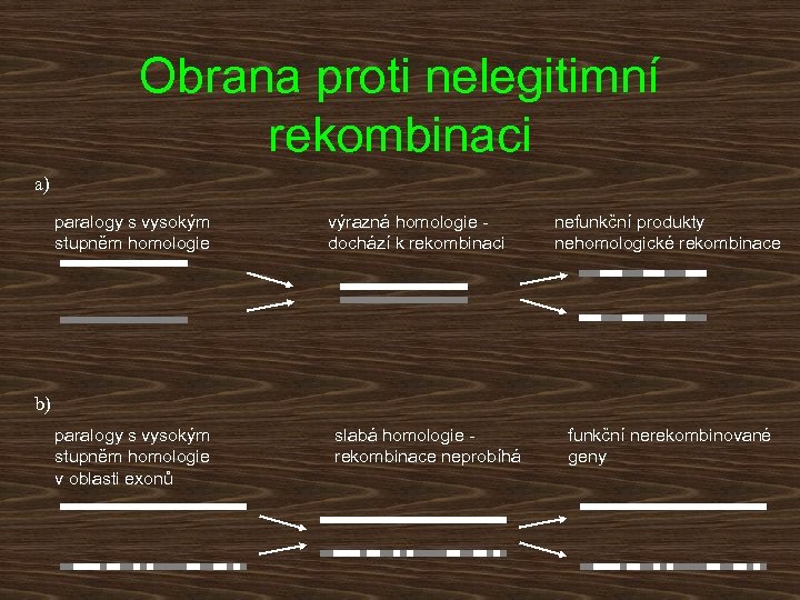 Obrana proti nelegitimní rekombinaci a) paralogy s vysokým stupněm homologie výrazná homologie - dochází