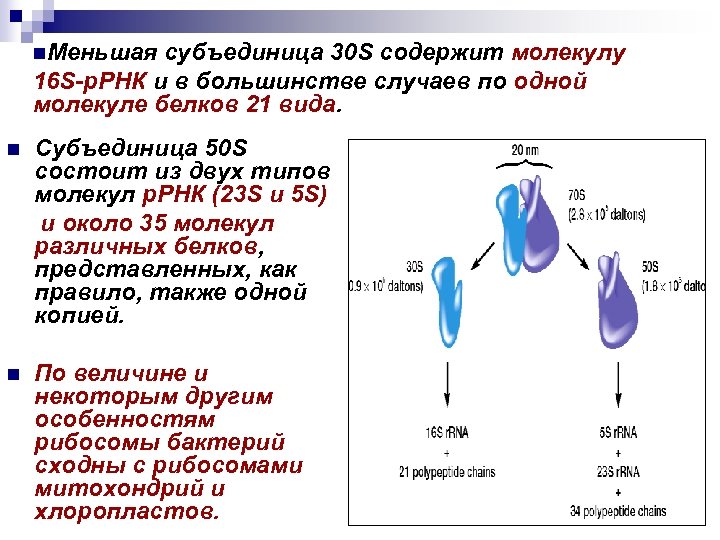 n. Меньшая субъединица 30 S содержит молекулу 16 S-р. РНК и в большинстве случаев