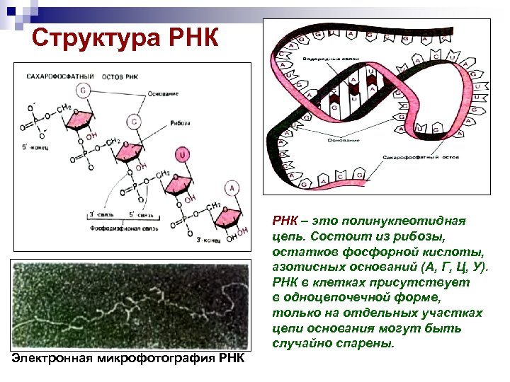 Рнк бактерии. Структура полинуклеотидной цепи РНК. Строение полинуклеотидной цепи РНК. Структура полинуклеотидной цепи. Участок полинуклеотидной цепи ДНК, связывающий РНК-полимеразу.