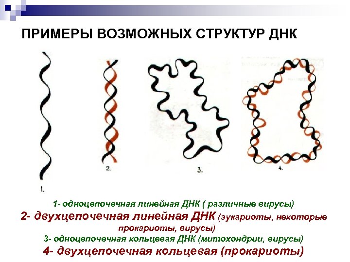 Рнк бактерии. Линейное строение ДНК. Структура ДНК прокариот. Строение кольцевой молекулы ДНК. Структура двухцепочечной молекулы ДНК.