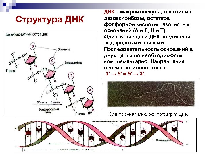 Макромолекула это. Строение макромолекулы ДНК. Структура макромолекулы ДНК. Макромолекулярная структура ДНК. Строение макромолекулы РНК.