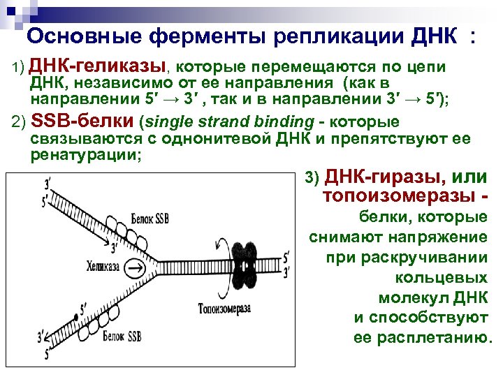 Основные ферменты репликации ДНК : 1) ДНК-геликазы, которые перемещаются по цепи ДНК, независимо от