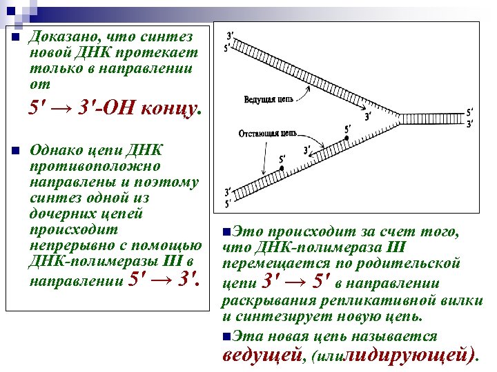 Почему синтез. Направление синтеза новых цепей в репарации. Направление цепей ДНК. Направление синтеза новой цепи ДНК. Синтез цепи ДНК.