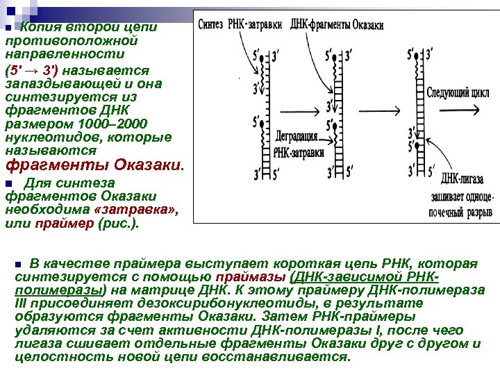 Копия второй цепи противоположной направленности (5′ → 3′) называется запаздывающей и она синтезируется из