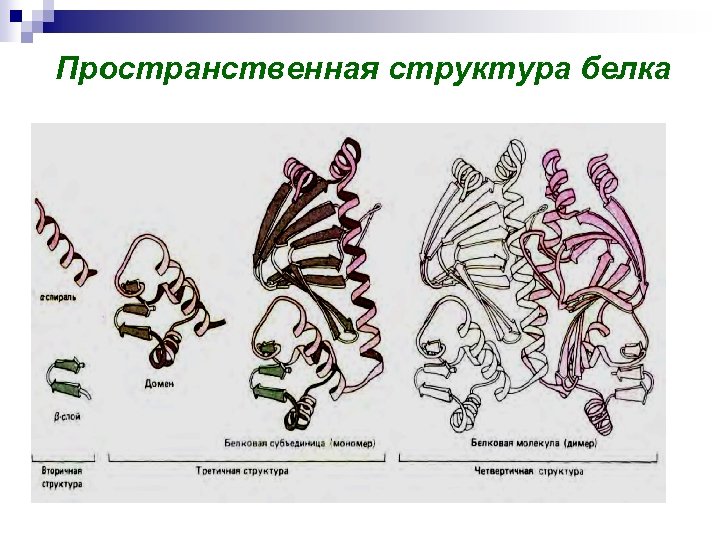 Пространственная структура белка 