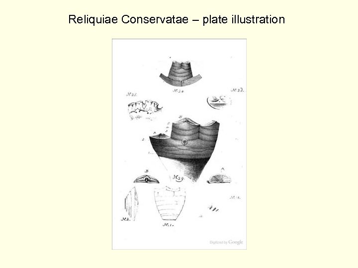Reliquiae Conservatae – plate illustration 