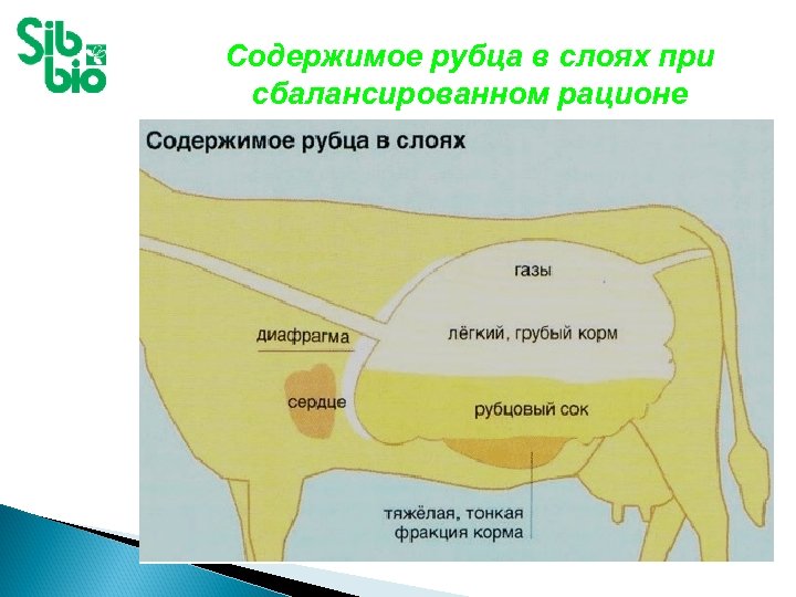 Содержимое рубца в слоях при сбалансированном рационе 