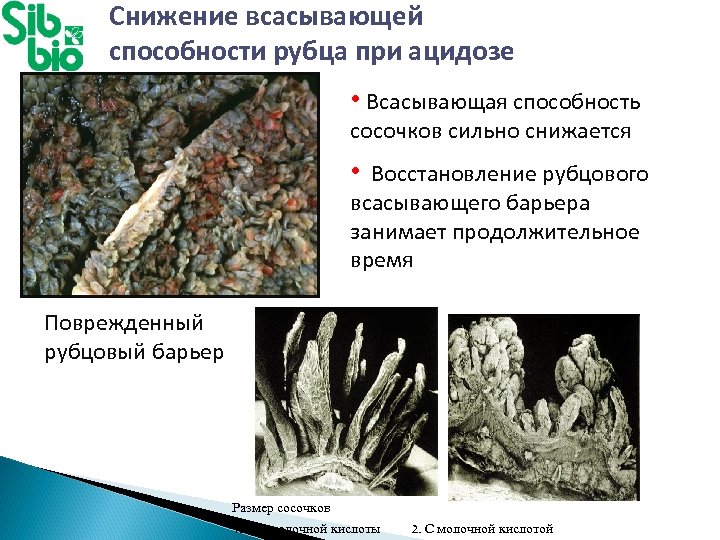 Снижение всасывающей способности рубца при ацидозе • Всасывающая способность сосочков сильно снижается • Восстановление