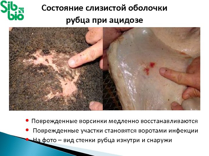 Состояние слизистой оболочки рубца при ацидозе • Поврежденные ворсинки медленно восстанавливаются • Поврежденные участки