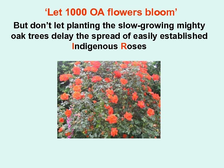 ‘Let 1000 OA flowers bloom’ But don’t let planting the slow-growing mighty oak trees
