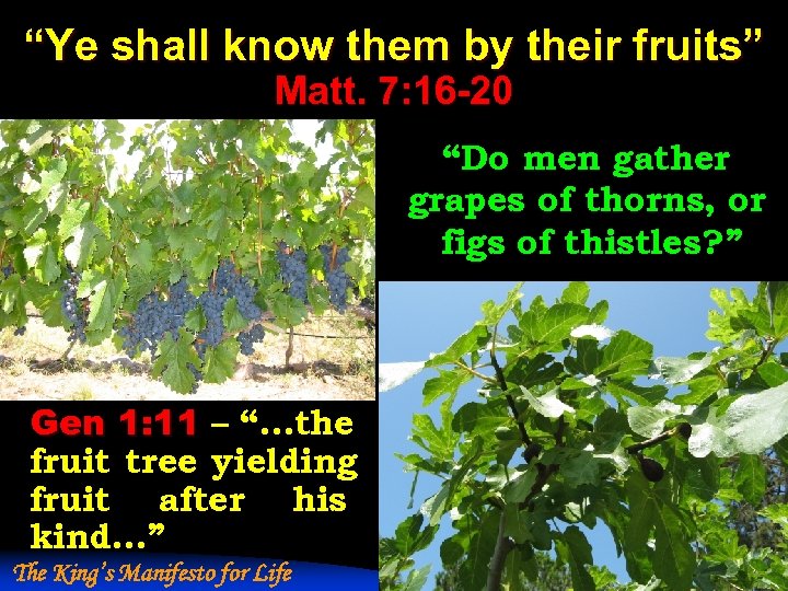 “Ye shall know them by their fruits” Matt. 7: 16 -20 “Do men gather