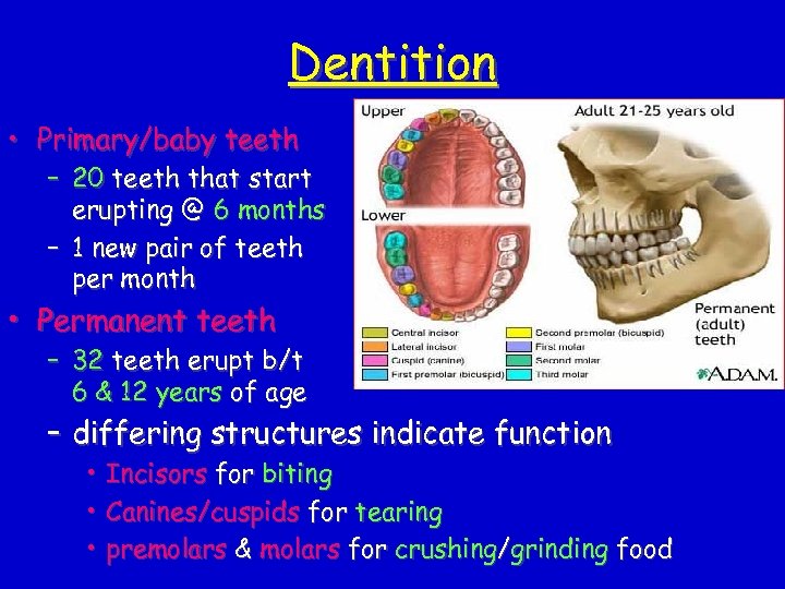 Dentition • Primary/baby teeth – 20 teeth that start erupting @ 6 months –