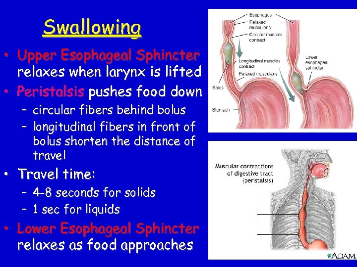 Swallowing • Upper Esophageal Sphincter relaxes when larynx is lifted • Peristalsis pushes food
