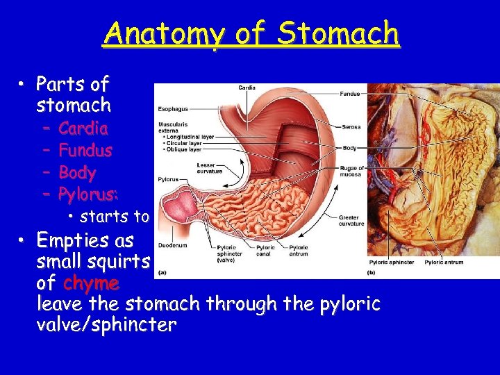 Anatomy of Stomach • Parts of stomach – – Cardia Fundus Body Pylorus: •