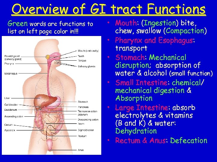 Overview of GI tract Functions Green words are functions to list on left page