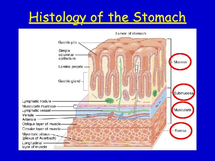 Histology of the Stomach 