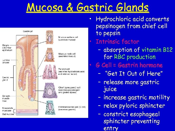 Mucosa & Gastric Glands • Hydrochloric acid converts pepsinogen from chief cell to pepsin