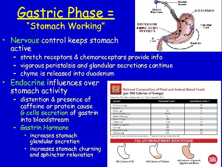 Gastric Phase = “Stomach Working” • Nervous control keeps stomach active – – –