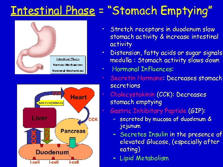 Intestinal Phase = “Stomach Emptying” • Stretch receptors in duodenum slow stomach activity &