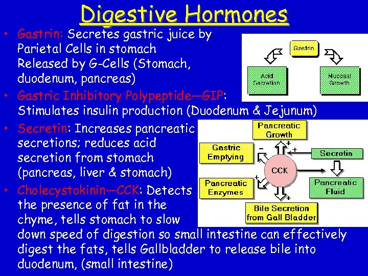 Digestive Hormones • Gastrin: Secretes gastric juice by Parietal Cells in stomach Released by