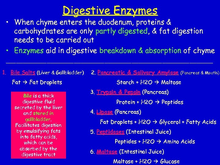 Digestive Enzymes • When chyme enters the duodenum, proteins & carbohydrates are only partly