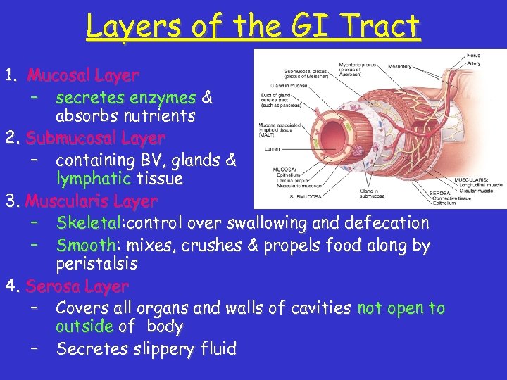 Layers of the GI Tract 1. Mucosal Layer – secretes enzymes & absorbs nutrients