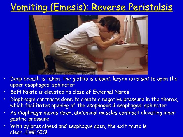 Vomiting (Emesis): Reverse Peristalsis • Deep breath is taken, the glottis is closed, larynx