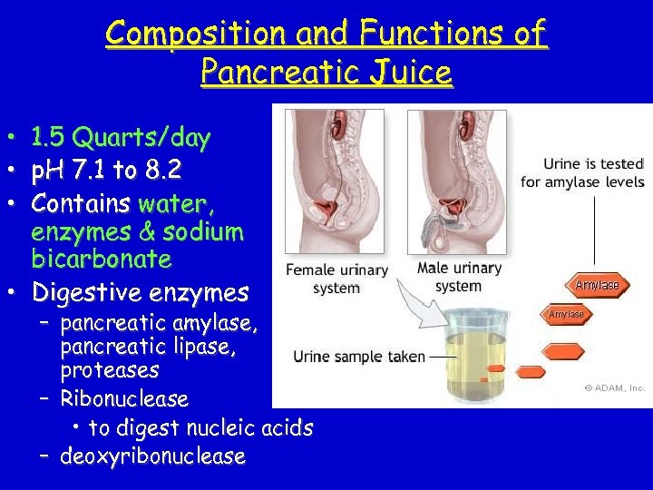 Composition and Functions of Pancreatic Juice • • • 1. 5 Quarts/day p. H