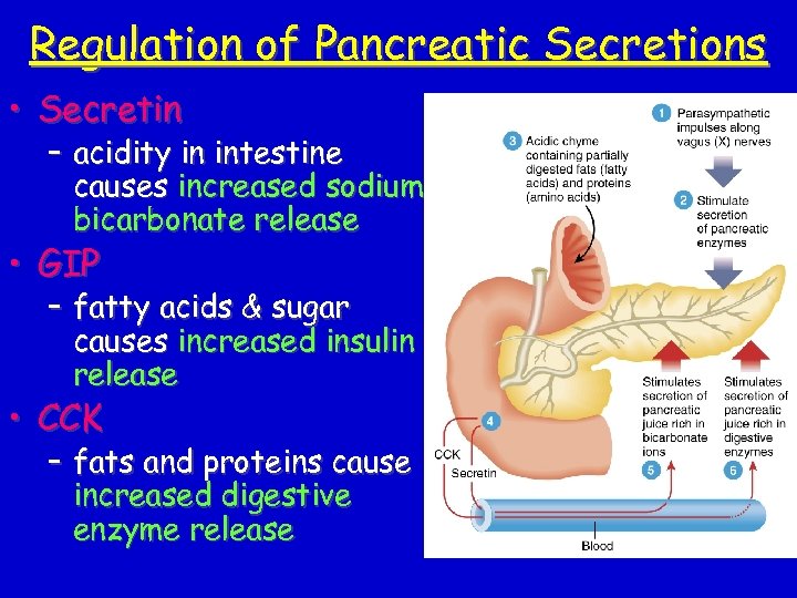 Regulation of Pancreatic Secretions • Secretin – acidity in intestine causes increased sodium bicarbonate