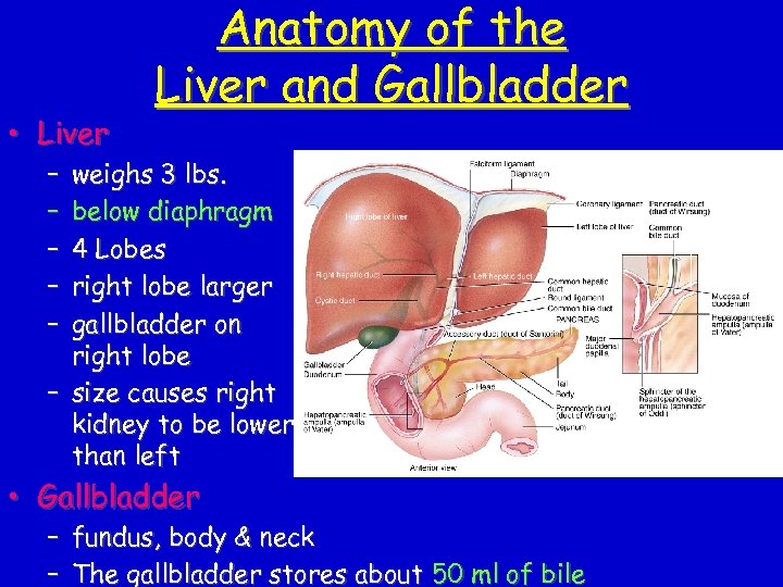  • Liver Anatomy of the Liver and Gallbladder – – – weighs 3