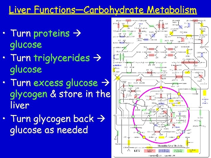 Liver Functions—Carbohydrate Metabolism • Turn proteins glucose • Turn triglycerides glucose • Turn excess