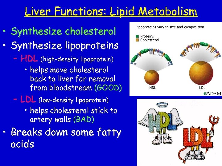 Liver Functions: Lipid Metabolism • Synthesize cholesterol • Synthesize lipoproteins – HDL (high-density lipoprotein)