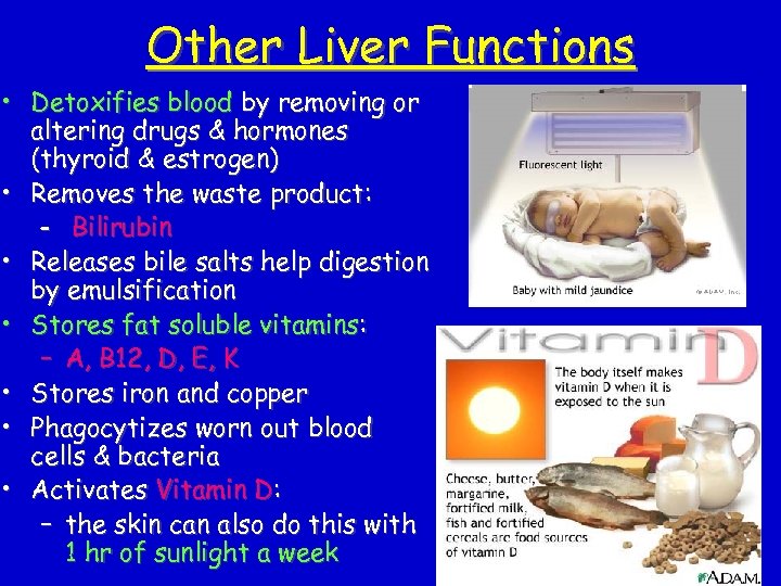 Other Liver Functions • Detoxifies blood by removing or altering drugs & hormones (thyroid