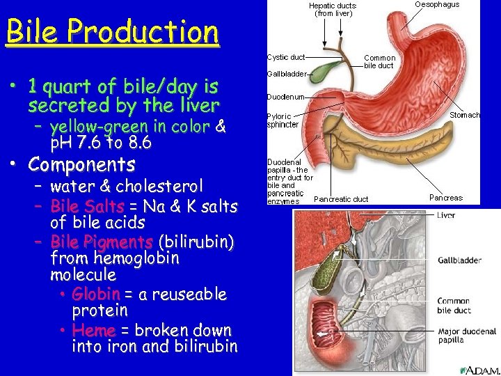 Bile Production • 1 quart of bile/day is secreted by the liver – yellow-green