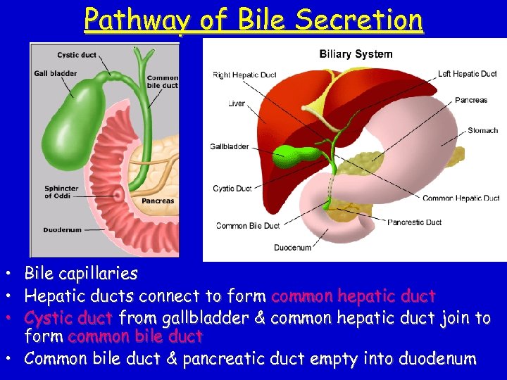 Pathway of Bile Secretion • • • Bile capillaries Hepatic ducts connect to form