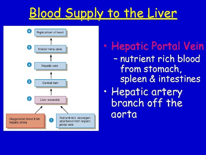 Blood Supply to the Liver • Hepatic Portal Vein – nutrient rich blood from