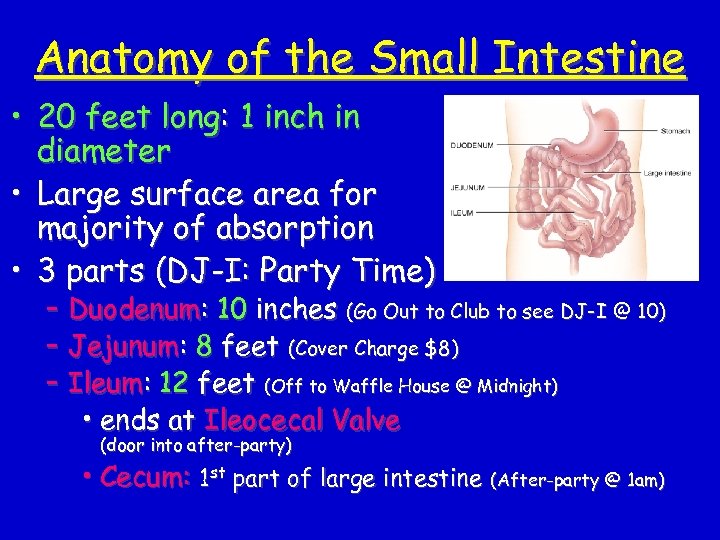 Anatomy of the Small Intestine • 20 feet long: 1 inch in diameter •