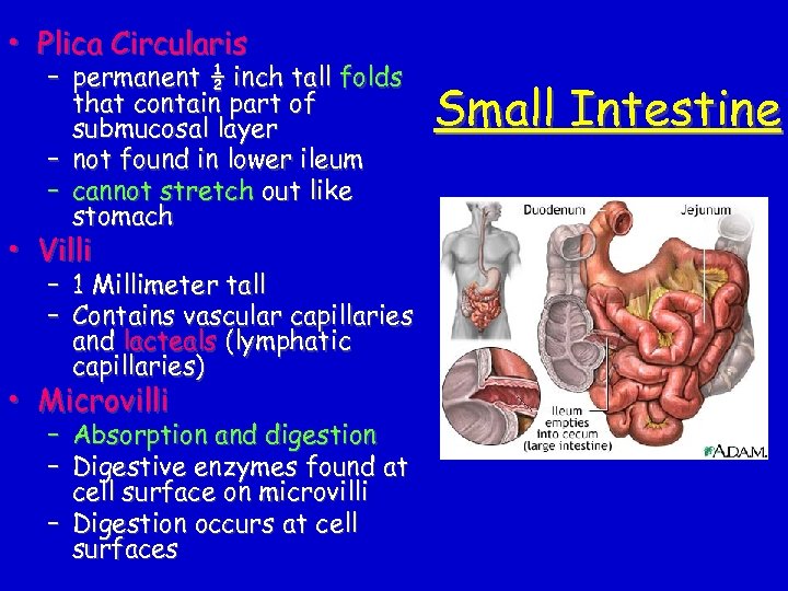 • Plica Circularis – permanent ½ inch tall folds that contain part of