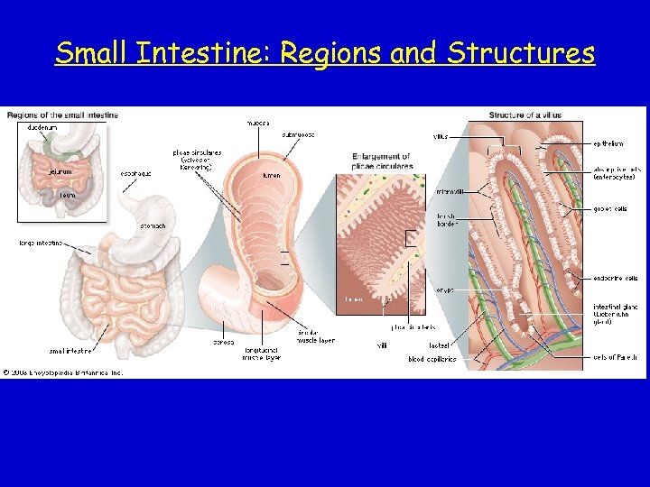 Small Intestine: Regions and Structures 