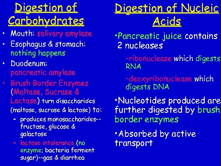 Digestion of Carbohydrates • Mouth: salivary amylase • Esophagus & stomach: nothing happens •